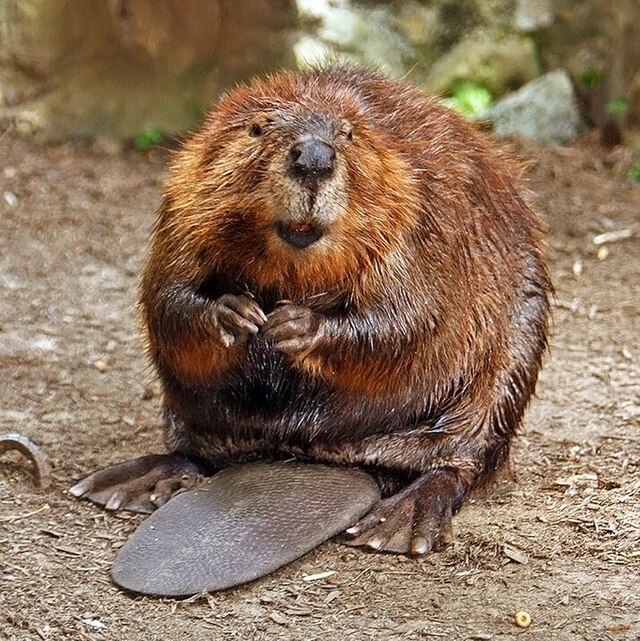 Castor dans son habitat naturel